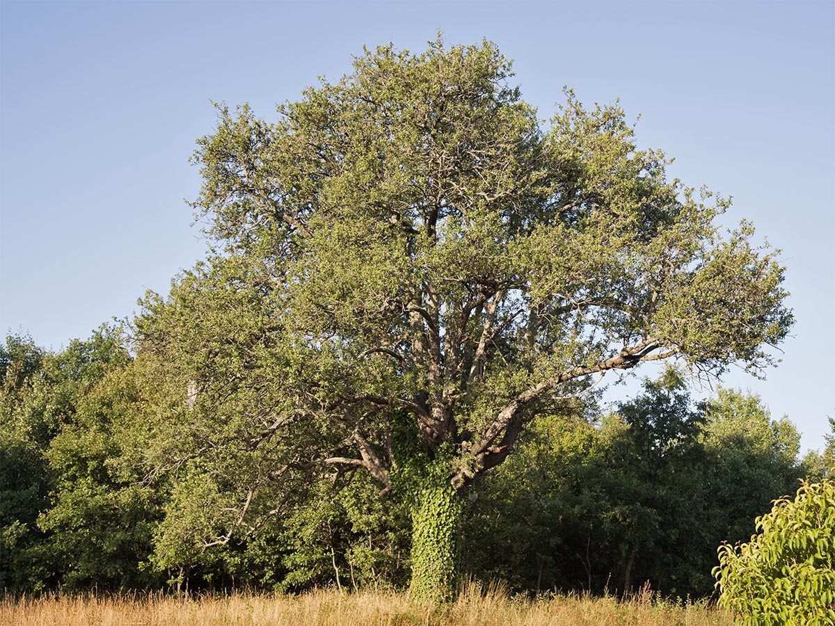 Habitus